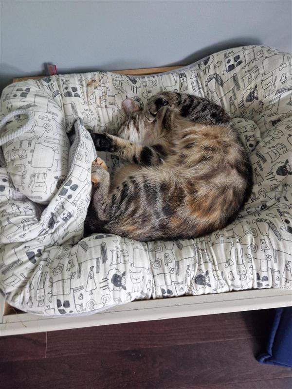 repurposed cheap DIY cat bed